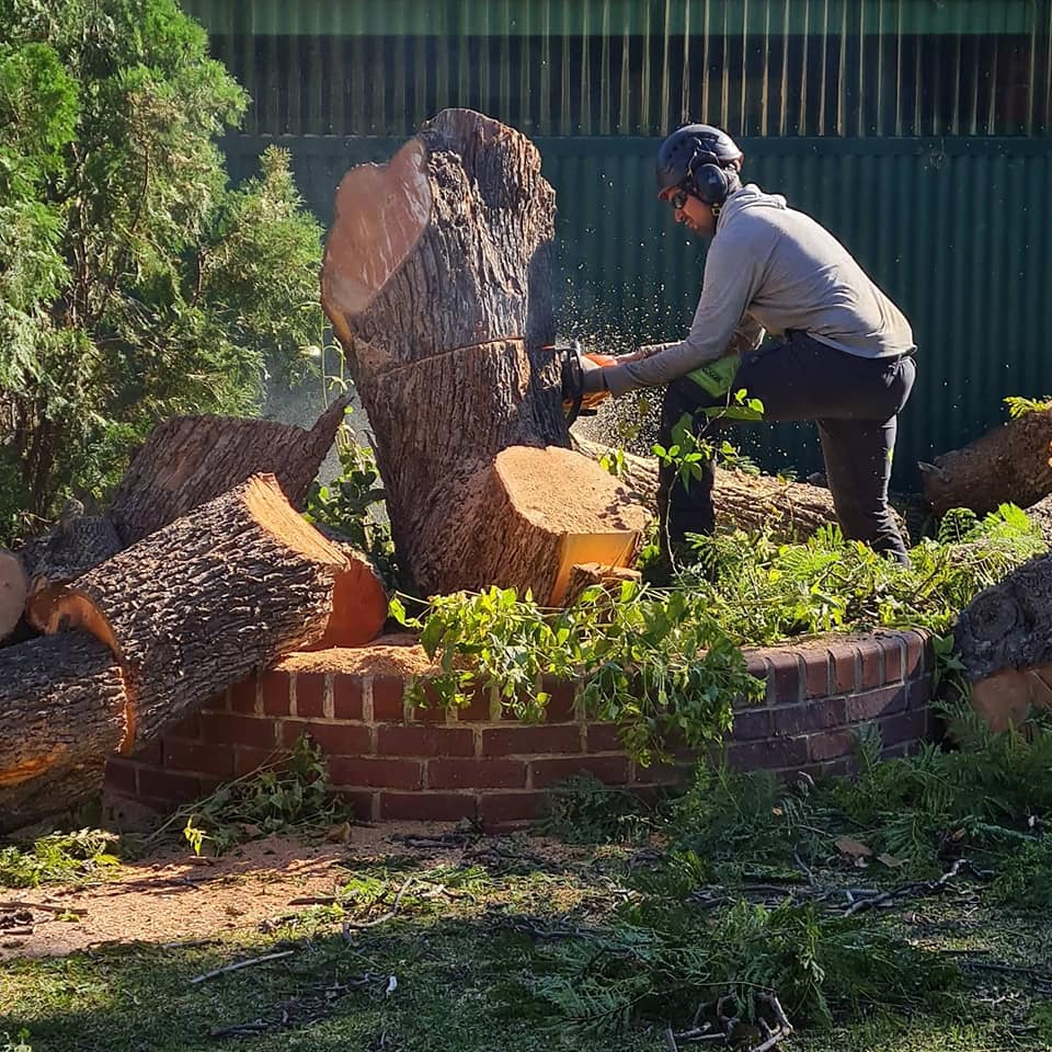 Tree removal in Adelaide SA